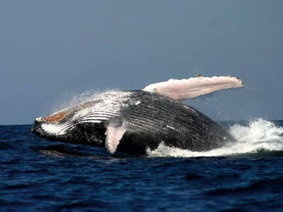 Whales & Waves Villa Hermanus Buitenkant foto